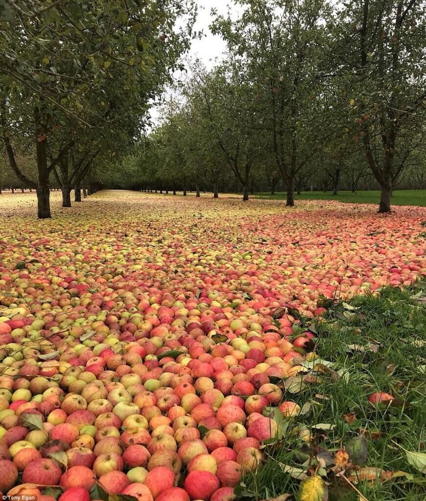 Mengenal Fenomena Alam Apple Carpet yang Sangat Unik dan Belum Pernah Kamu Ketahui