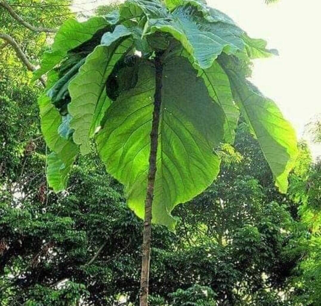 Cocoloba gigantifolia — Salah Satu Tumbuhan Dengan Daun XXL yang Masih Ada Saat Ini