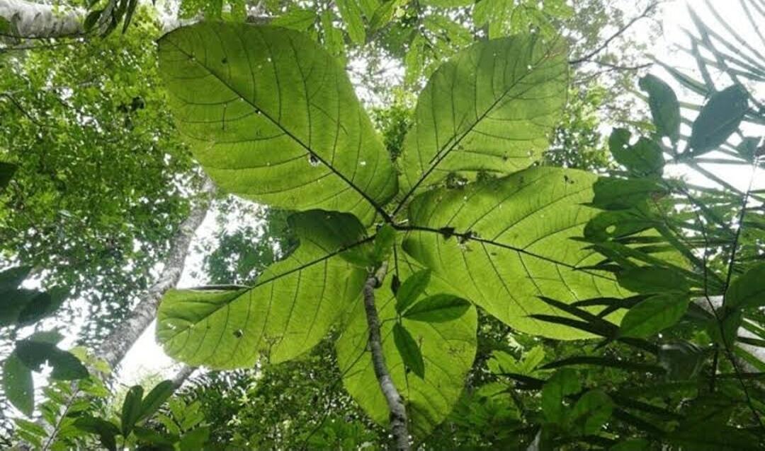 Cocoloba gigantifolia — Salah Satu Tumbuhan Dengan Daun XXL yang Masih Ada Saat Ini