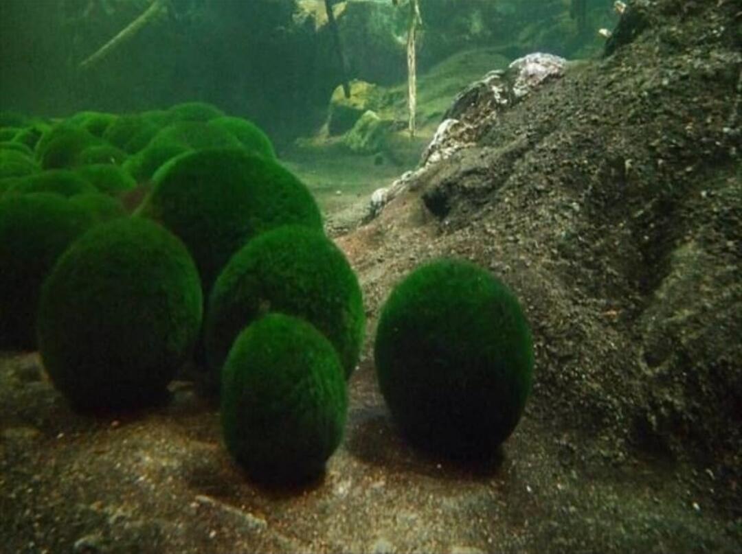 Japanese Marimo — Bola Lumut Menawan yang Menjadi Bioindikator Lingkungan Bersih