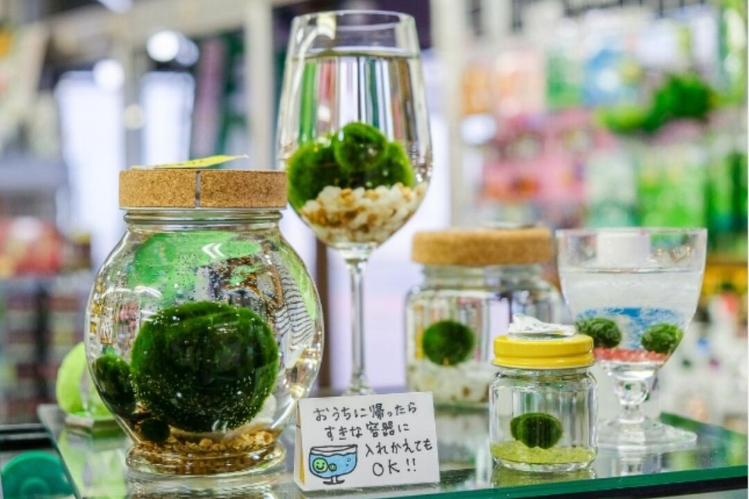 Japanese Marimo — Bola Lumut Menawan yang Menjadi Bioindikator Lingkungan Bersih