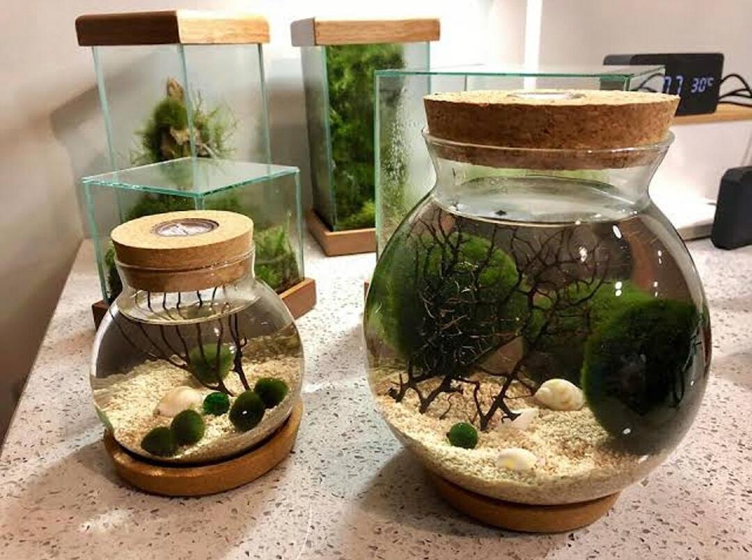 Japanese Marimo — Bola Lumut Menawan yang Menjadi Bioindikator Lingkungan Bersih