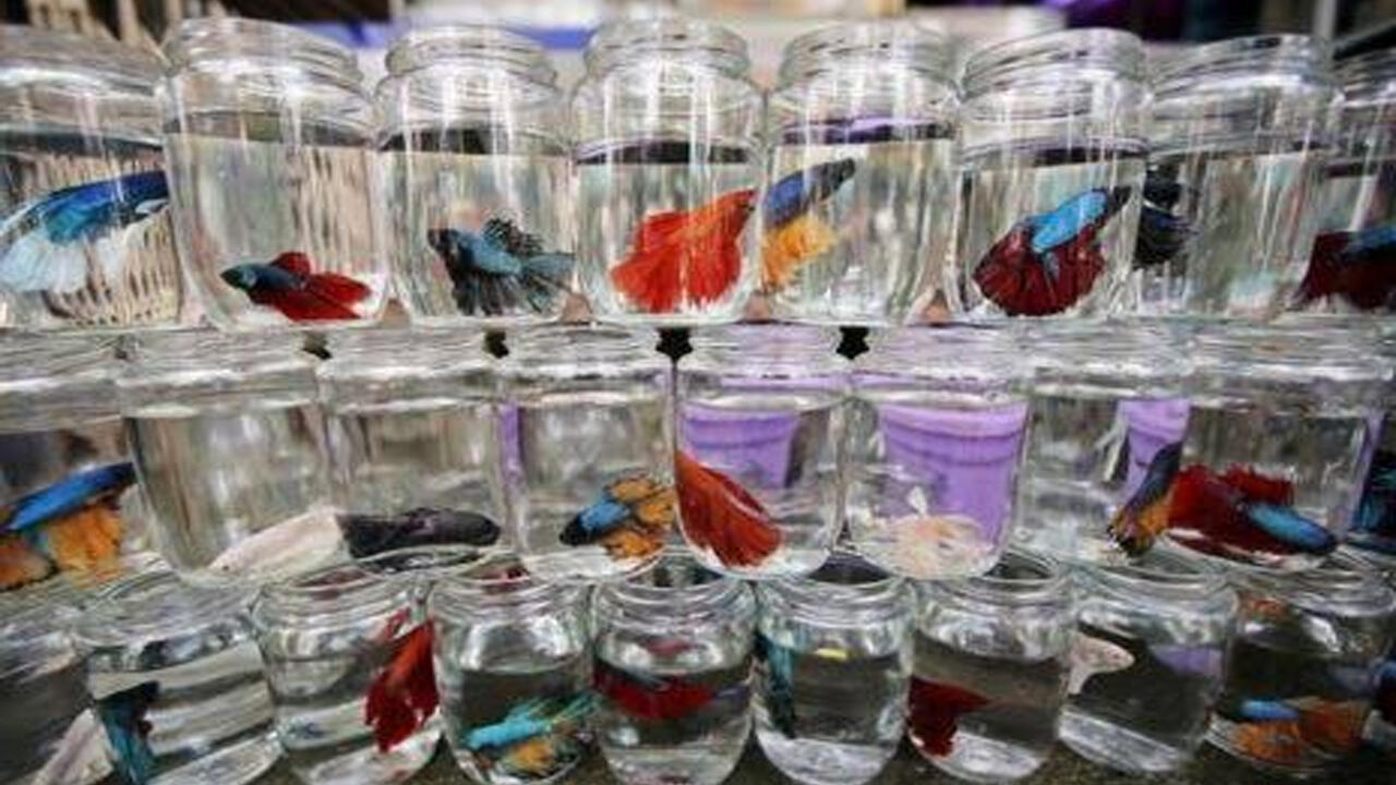 Beli Ikan Cupang di Pasar Hewan Jatinegara