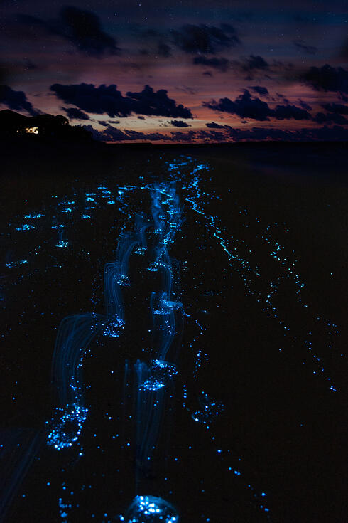Sea of Stars di Maldives: Laut Bertabur 'Bintang' yang Sesungguhnya