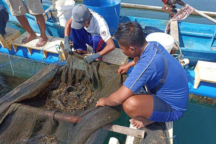 Penerapan Internet of Things pada Budidaya Lobster