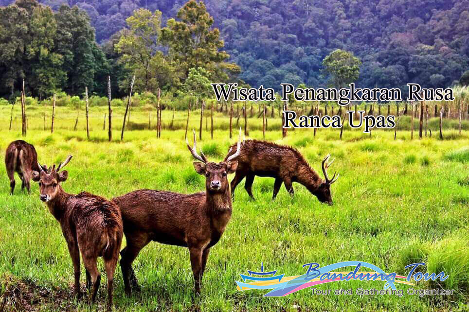 Wisata Penangkaran Rusa Ranca Upas