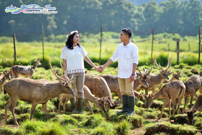 Wisata Penangkaran Rusa Ranca Upas