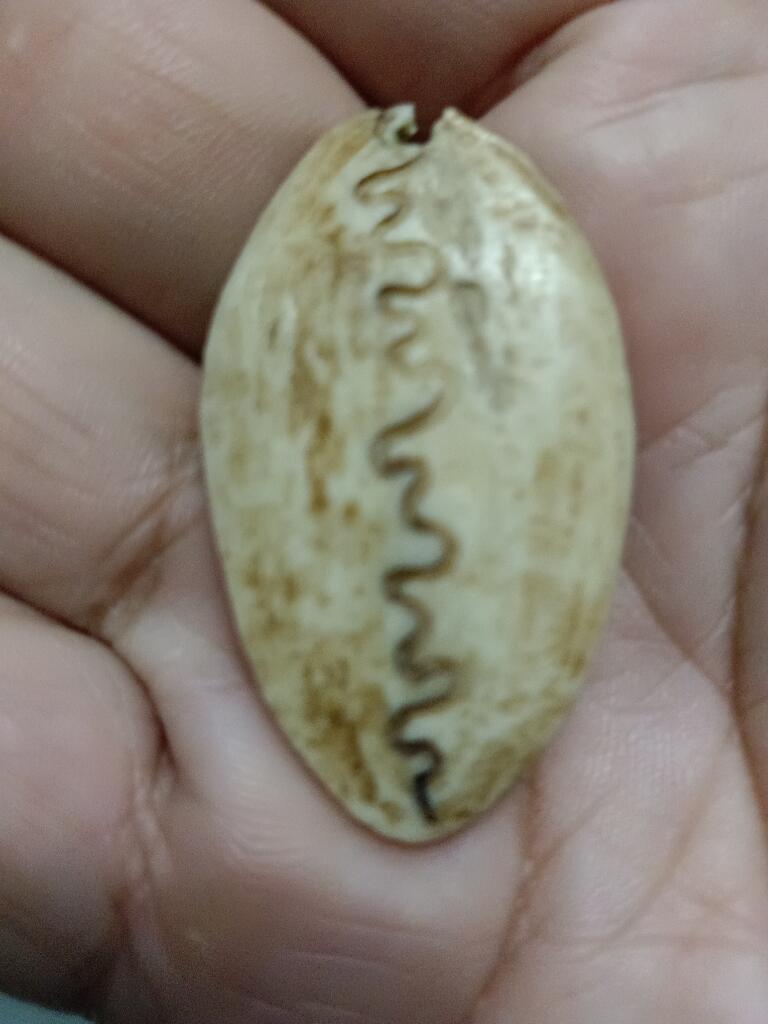 Panneng Nomor Satu