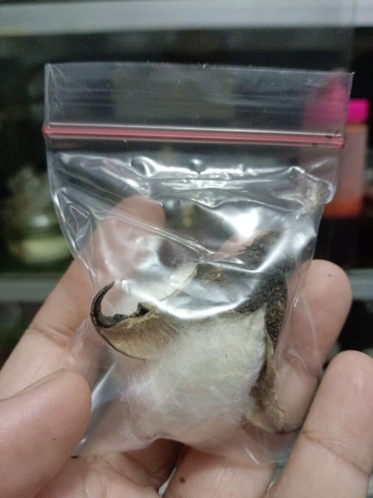 Kapas Bujang