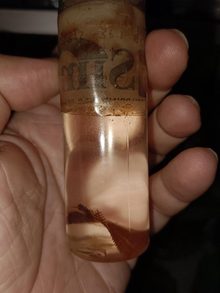 Minyak Firaun