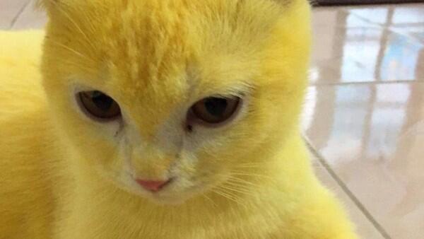 Gemes! Kucing Ini Jadi Berubah Warna Kuning Gegara Pakai Kunyit 