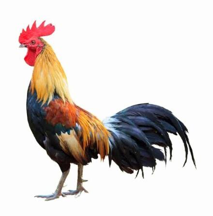 Ayam Jantan Bisa Bertelur, Hoak Ataukah Fakta?