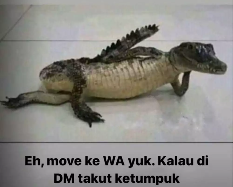 buaya WA
