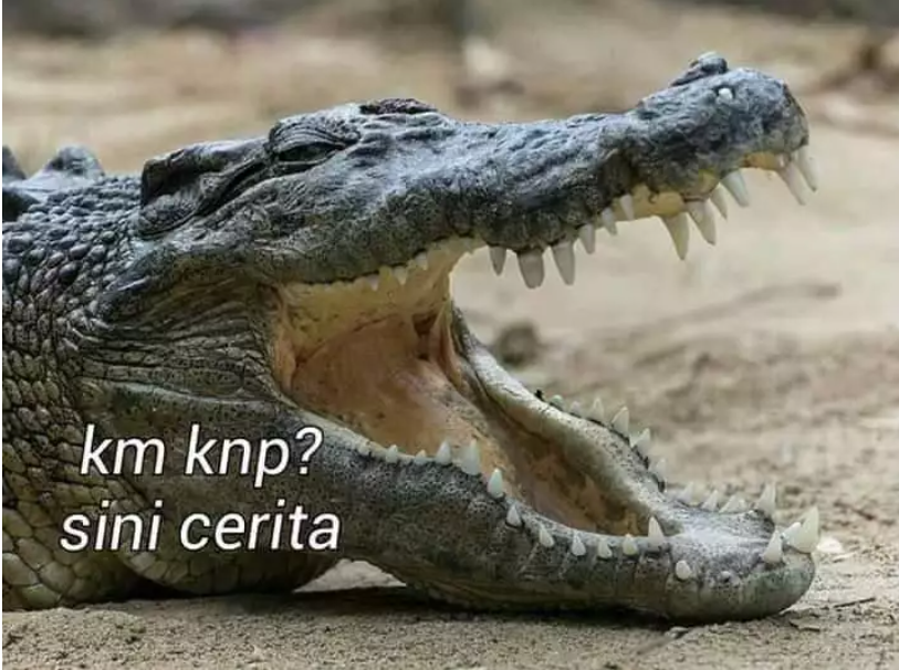 buaya curhat