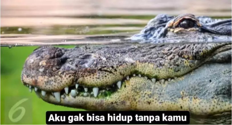 buaya melow