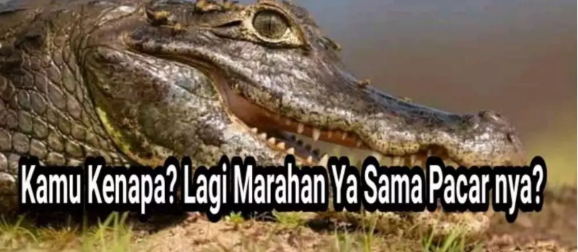 buaya galau