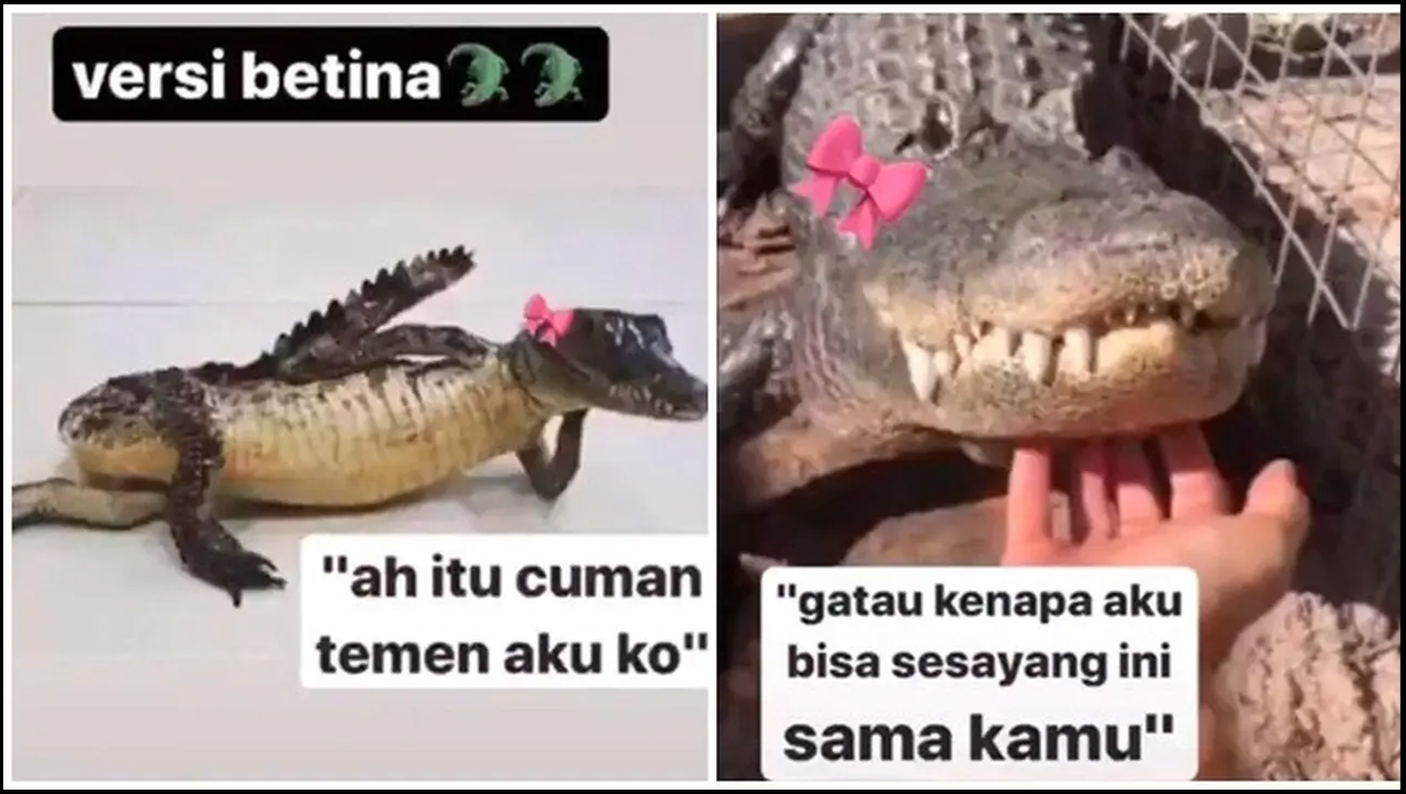 buaya sayang