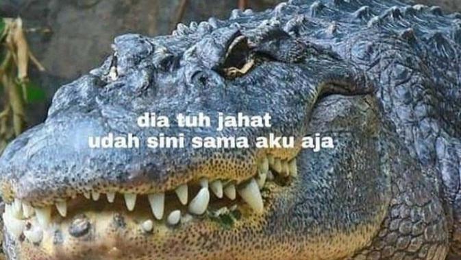 buaya sini