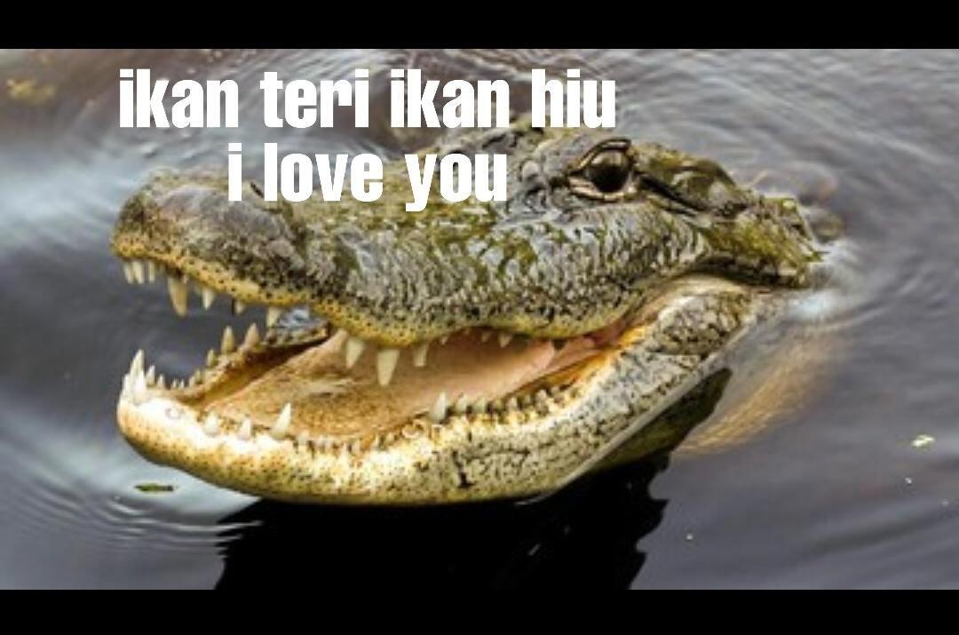 buaya teri