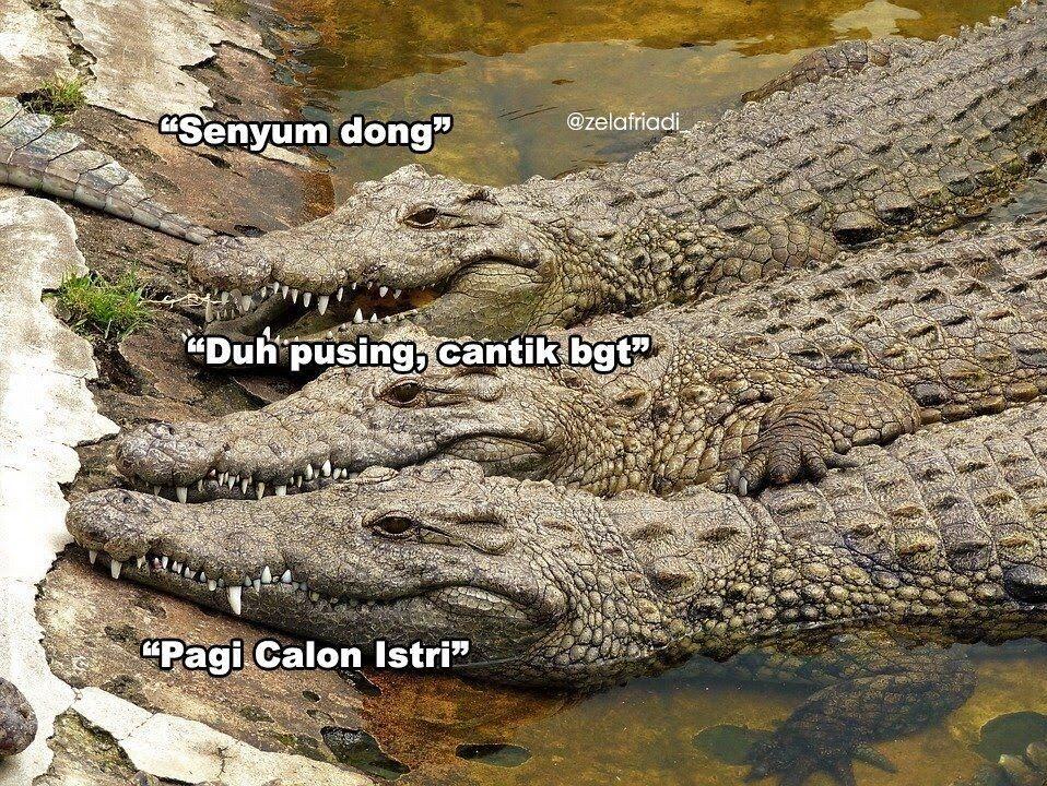 kampung buaya