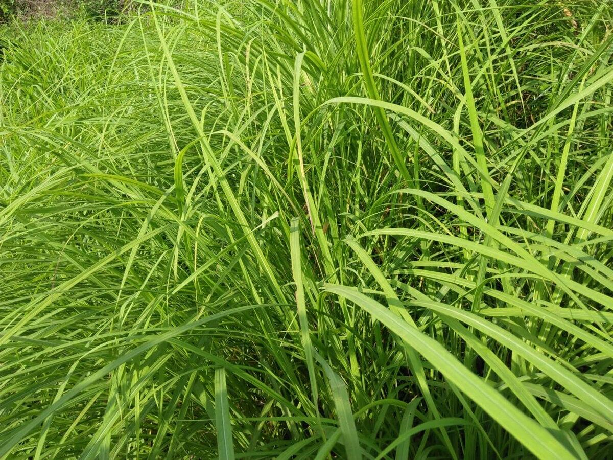 Aji Pengalang alang