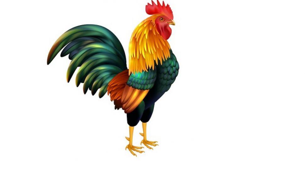 show ayam kelima