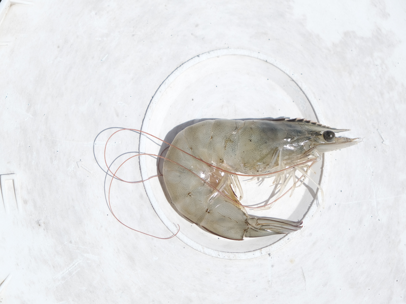Tambak Udang Digital Berbasis Internet of Things