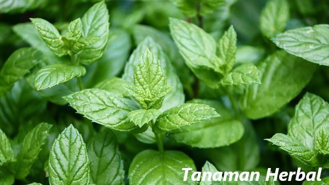 10 Jenis Tanaman Obat dan Manfaatnya