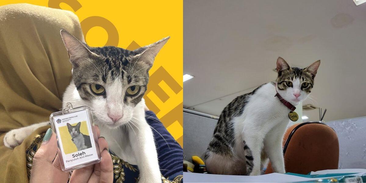 Sekilas Tentang Soleh, Kucing yang Dipekerjakan Sebagai Pegawai Pajak di KPP Serpong