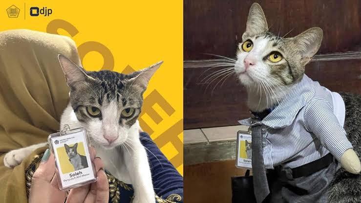 Sekilas Tentang Soleh, Kucing yang Dipekerjakan Sebagai Pegawai Pajak di KPP Serpong