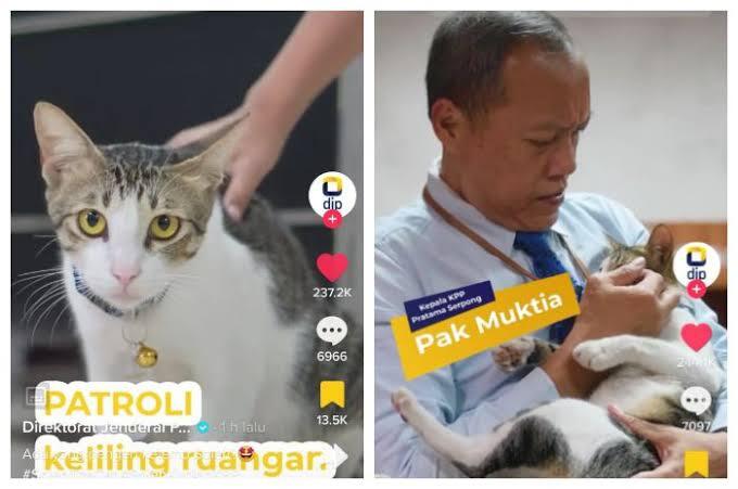 Sekilas Tentang Soleh, Kucing yang Dipekerjakan Sebagai Pegawai Pajak di KPP Serpong