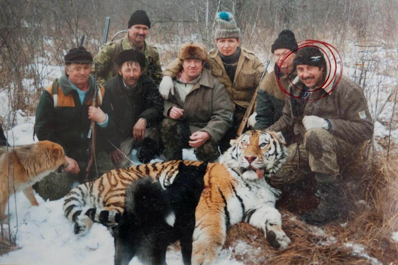 Harimau Siberia yang Melacak Penembaknya sampai ke Pondok