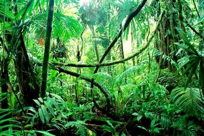 Lebih Pilih Tersesat Di Hutan Atau Gunung, Gan? Inilah Jawaban Rasionalnya