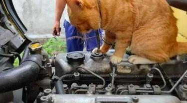 Ini 7 Potret Kocak Kucing Saat Bertingkah Jadi Mekanik