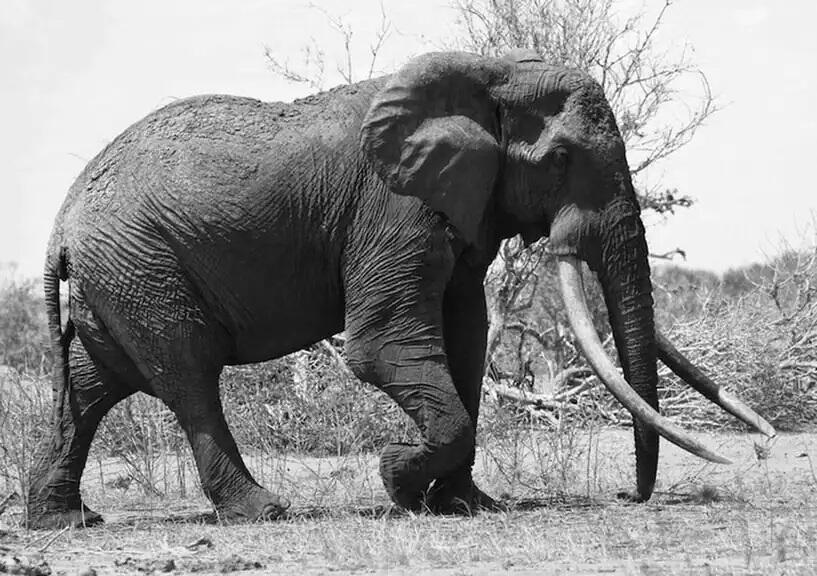 Kawanan Gajah Berjalan Selama 12 Jam untuk Berkabung atas Kematian Orang ini