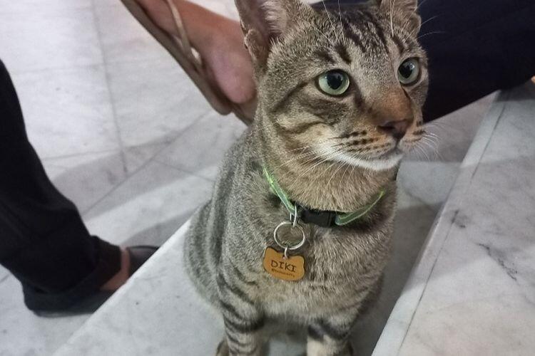 Mengenal Kucing-kucing di Balai Kota DKI, Diberi Nama Gubernur-gubernur Jakarta