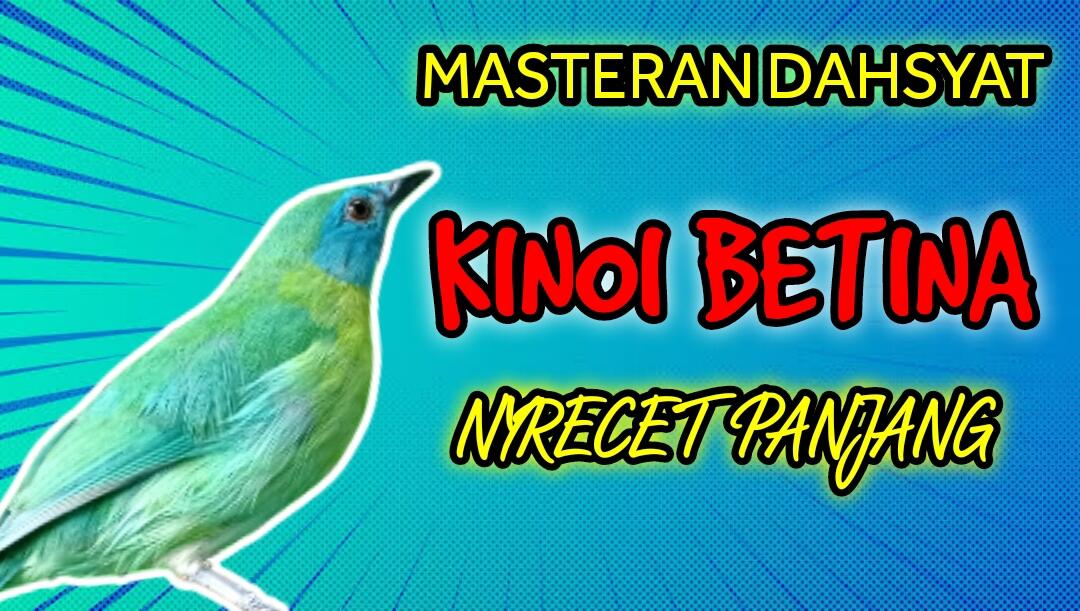 Masteran Cucak Kinoi Betina Nembak Rapat