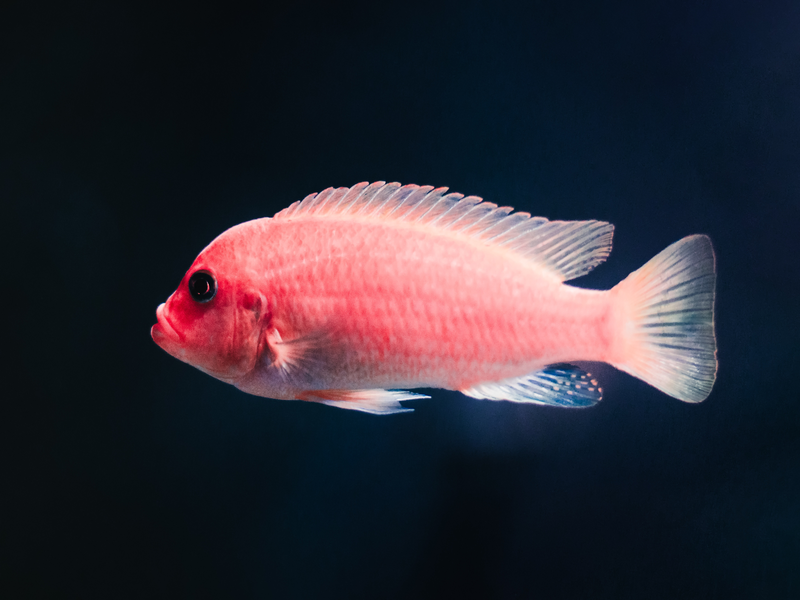 Kematian Ikan dan Kualitas Air dapat Termonitor dengan Perangkat IoT