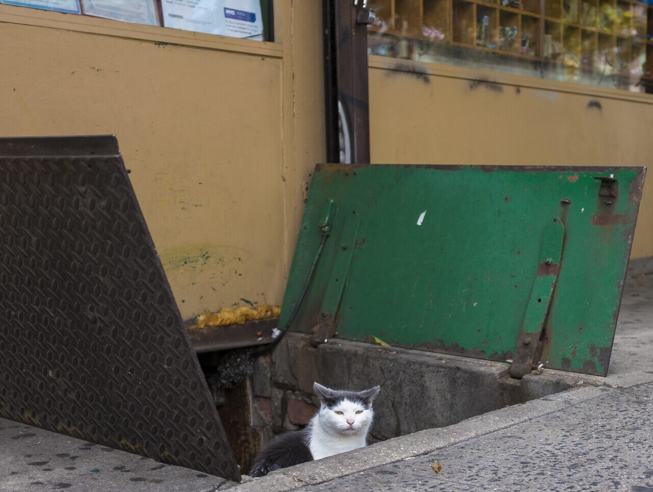 Ketika Kucing Dianggap Penangkap Hama Profesional