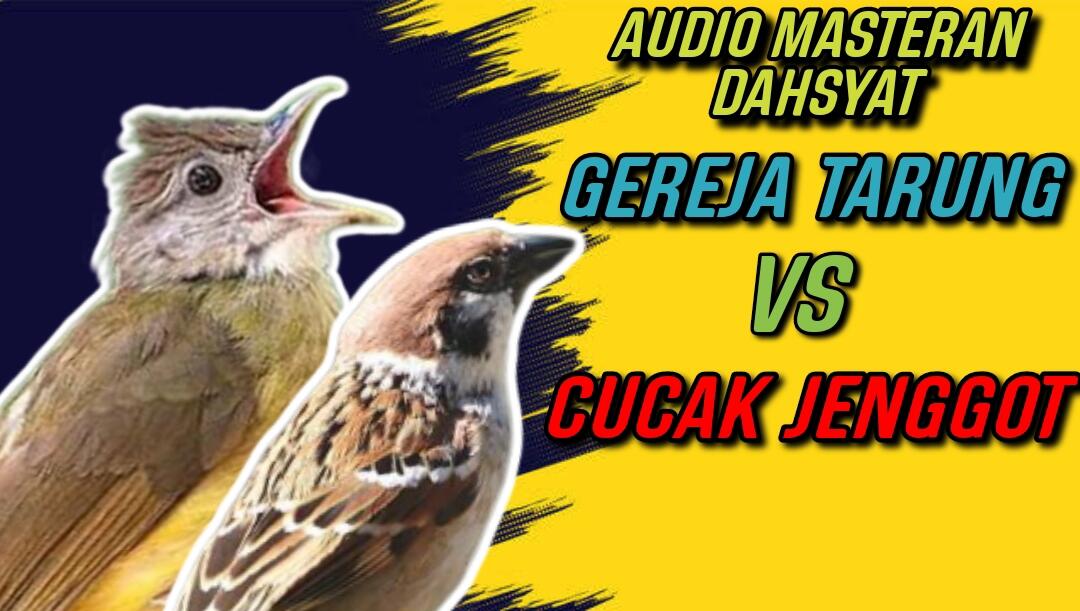 Masteran Suara Kasar Gereja Tarung Mix Cucak Jenggot