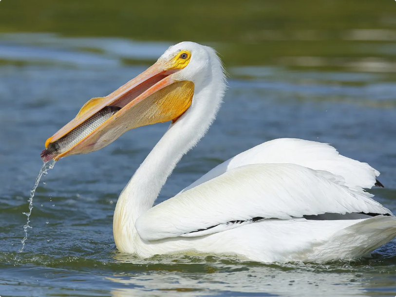 Gambar Lucu Burung Pelikan Mencoba Memakan Apapun (Maaf Mungkin DP)