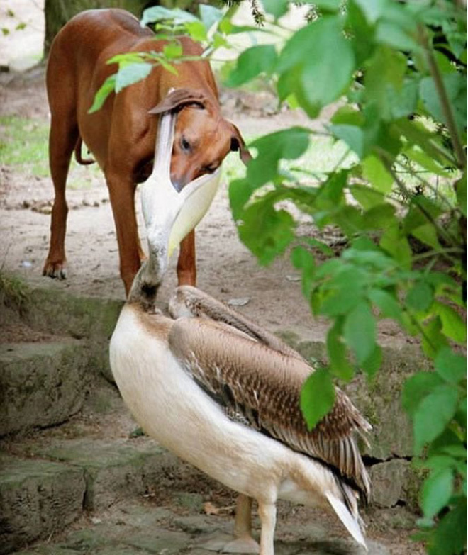 Gambar Lucu Burung Pelikan Mencoba Memakan Apapun (Maaf Mungkin DP)