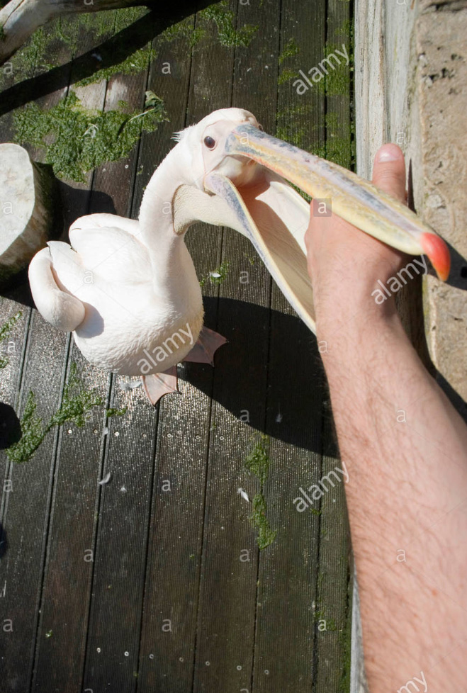Gambar Lucu Burung Pelikan Mencoba Memakan Apapun (Maaf Mungkin DP)