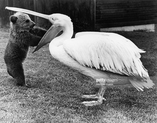 Gambar Lucu Burung Pelikan Mencoba Memakan Apapun (Maaf Mungkin DP)