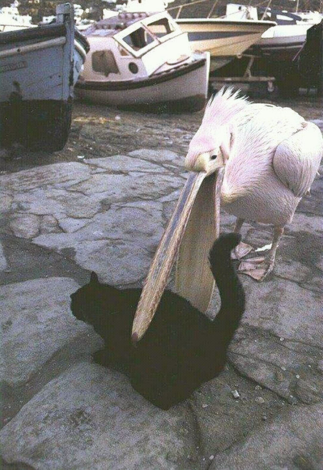 Gambar Lucu Burung Pelikan Mencoba Memakan Apapun (Maaf Mungkin DP)