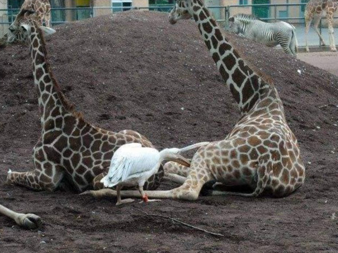 Gambar Lucu Burung Pelikan Mencoba Memakan Apapun (Maaf Mungkin DP)
