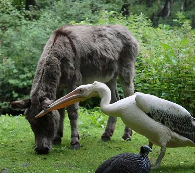 Gambar Lucu Burung Pelikan Mencoba Memakan Apapun (Maaf Mungkin DP)