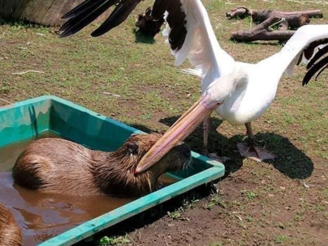 Gambar Lucu Burung Pelikan Mencoba Memakan Apapun (Maaf Mungkin DP)
