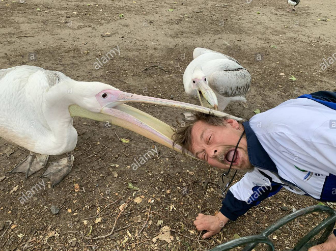 Gambar Lucu Burung Pelikan Mencoba Memakan Apapun (Maaf Mungkin DP)