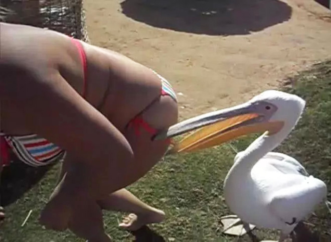 Gambar Lucu Burung Pelikan Mencoba Memakan Apapun (Maaf Mungkin DP)